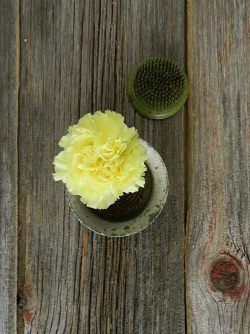 GIOELE YELLOW CARNATIONS